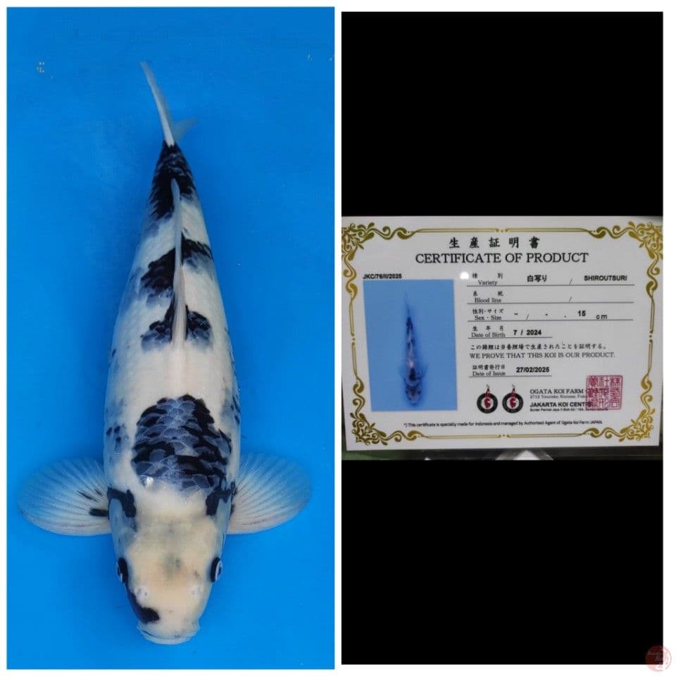 Ogata Shiro