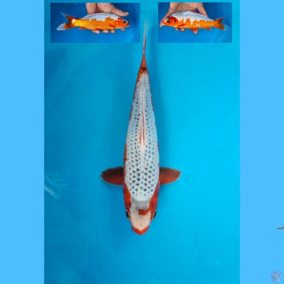 Asagi 24cm