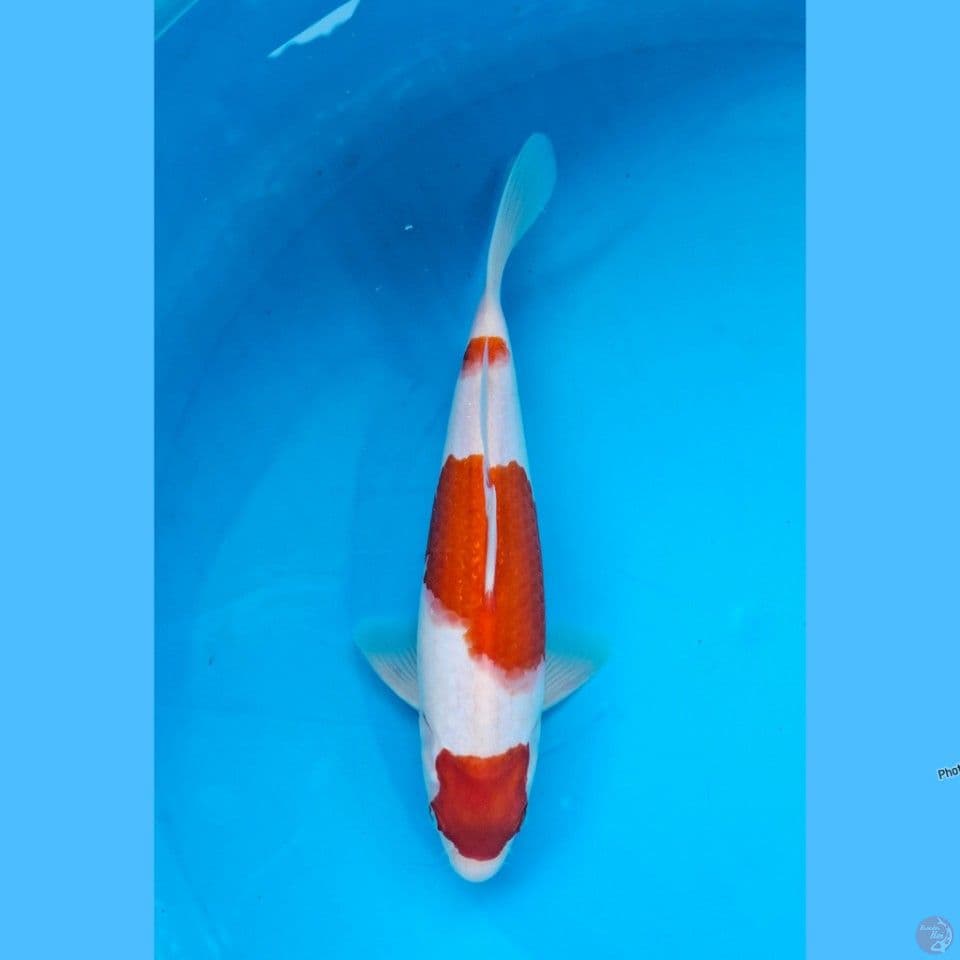 Kohaku 26cm