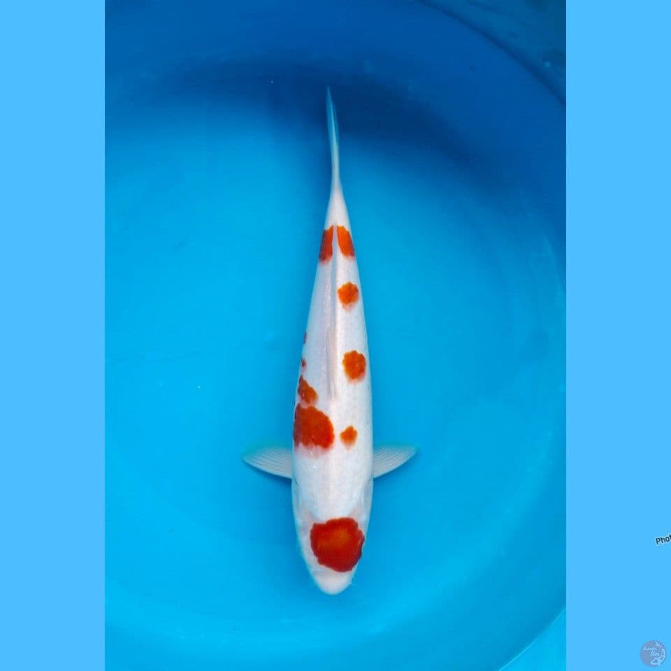 Maruten kohaku 38cm male