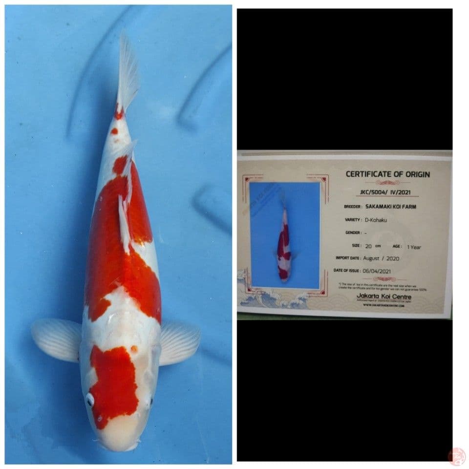 Sakamaki Kohaku