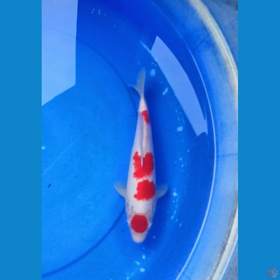 kohaku ±28cm
