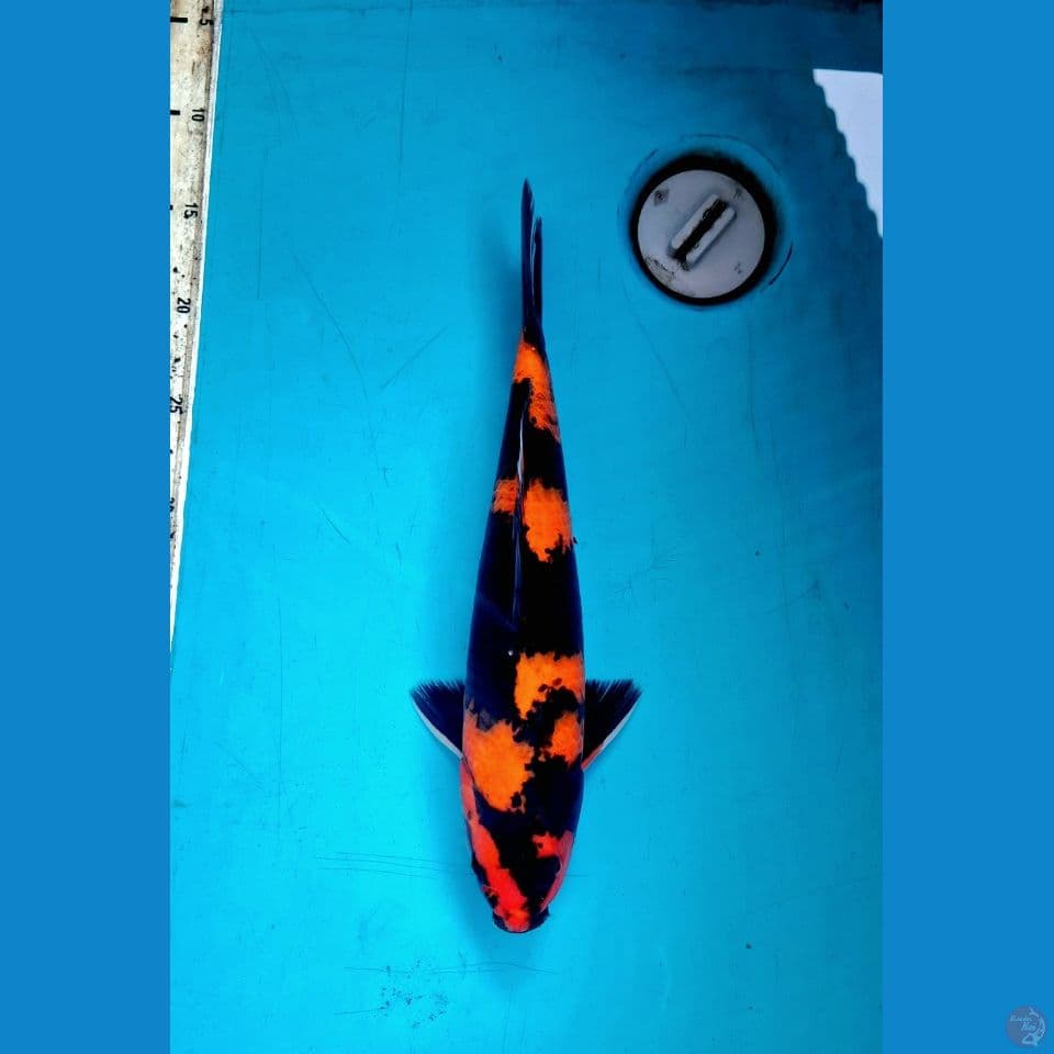 Hi showa 34cm Male
