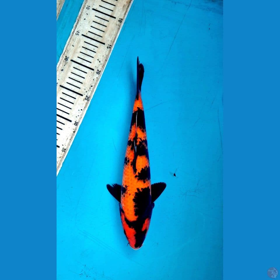 Hi utsuri 30cm Male
