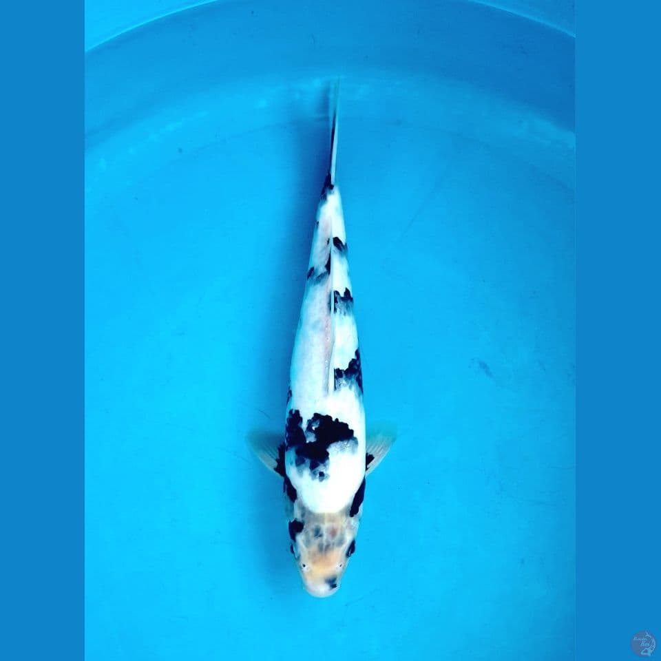 Shiro tategoi 29cm Male