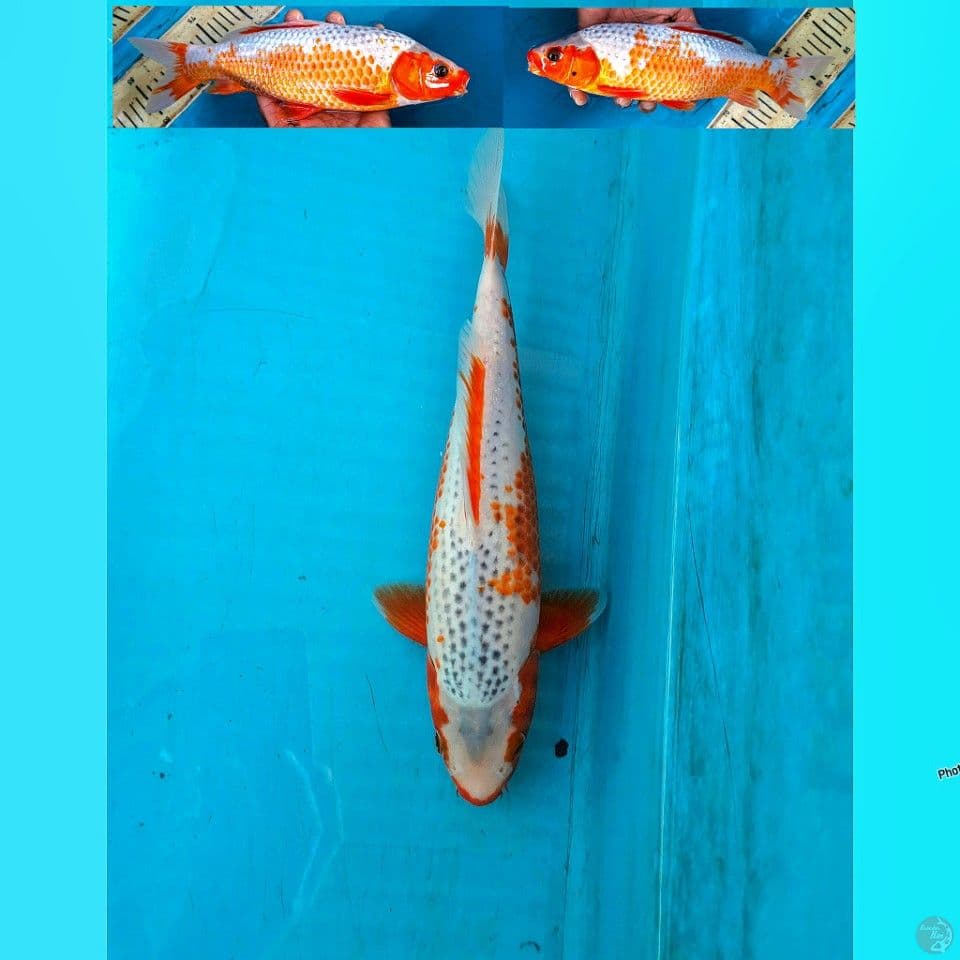 Asagi 31cm Male