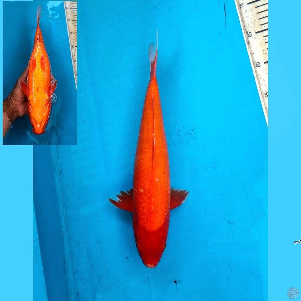 Aka hajiro 36cm Female