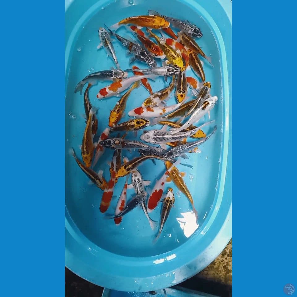 mix koi