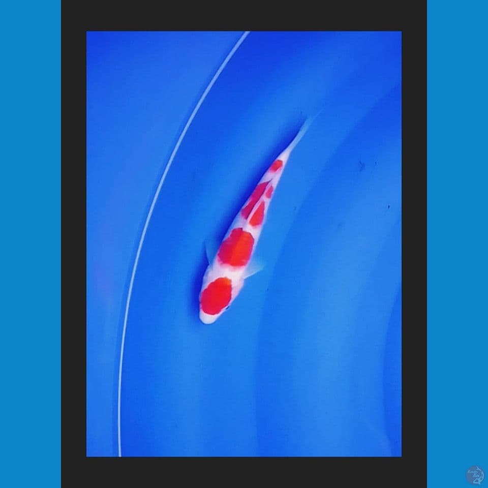 kohaku male 20cm