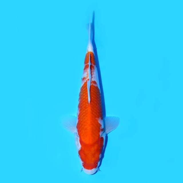 KOHAKU TATEGOI