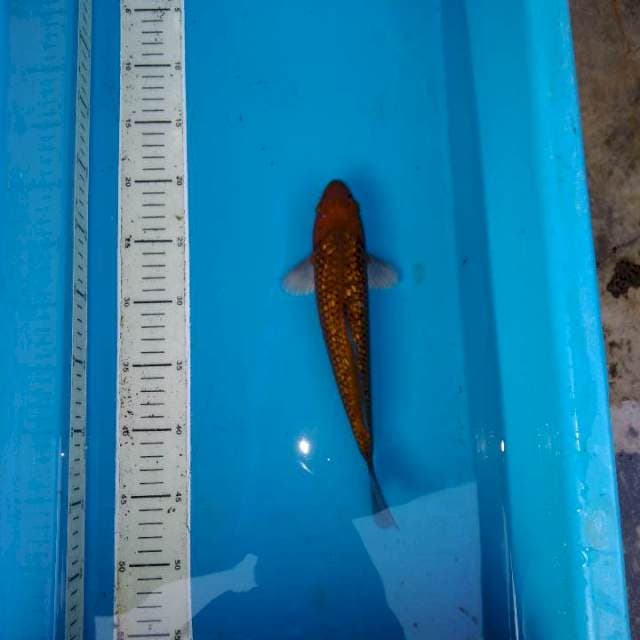 cagoi ful ginrin 26cm