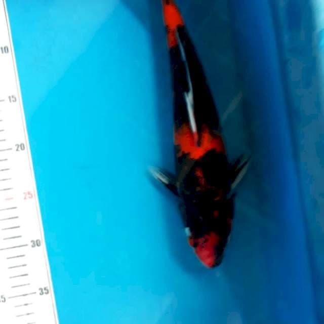 hisowa32cm