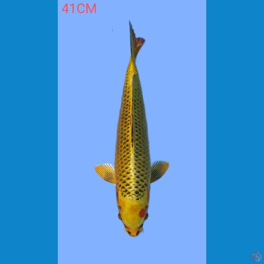 KIN MATSUBA 41CM