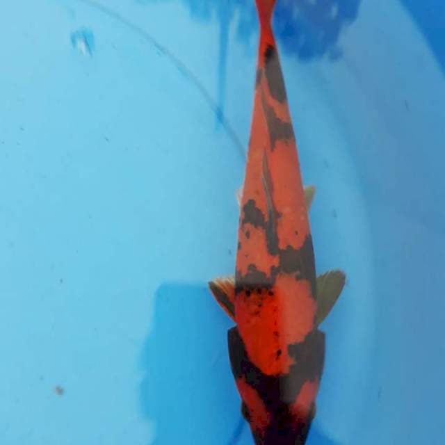 hi itsuri 24cm