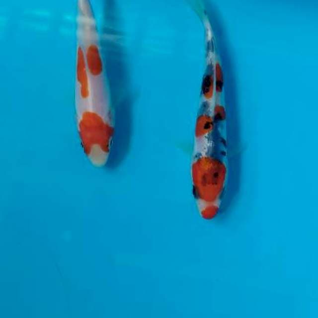 Kohaku showa